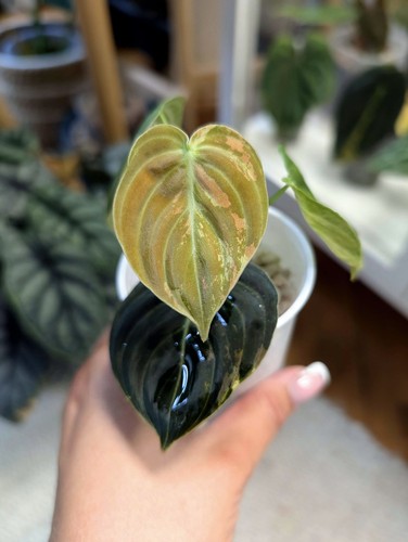 Philodendron melanochrysum - philodendron,