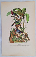 Tauben Rassen Exoten Vögel