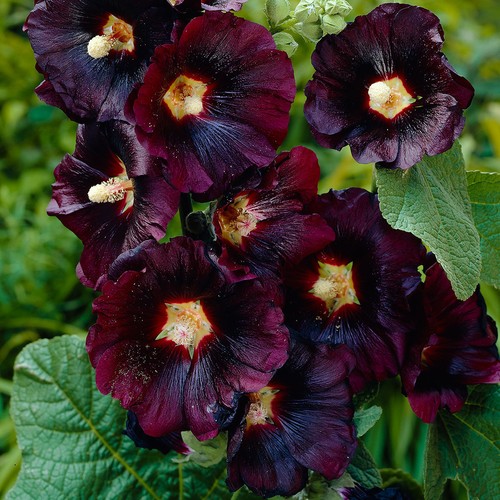 Stockrosen schwarz alcea - schwarz, *