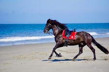 Equipe emporio dressursattel - equipe,
