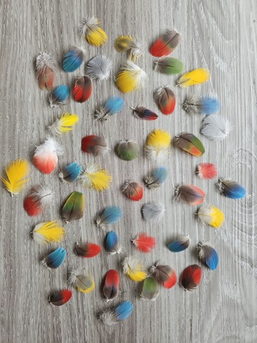 Bunte - x,