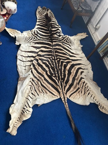 Burchell zebra skin - skin, from