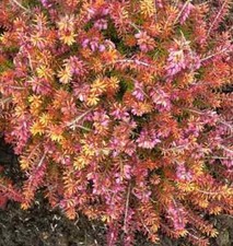 10x Winterheide Anna Sparkes - Erica carnea
