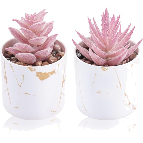 Mini sukkulenten pflanzen set - sukkulenten,