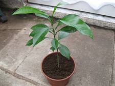 Zitruspflanze - gelbe