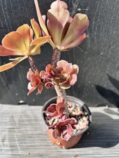 Aeonium Arboreum  Tree-cluster