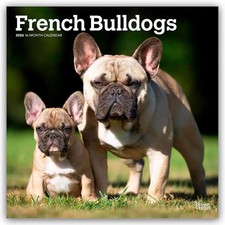 French Bulldogs -