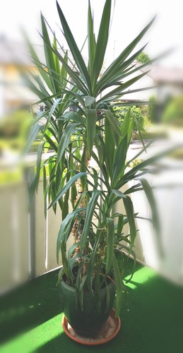 Palmlilie yucca palme - yucca,