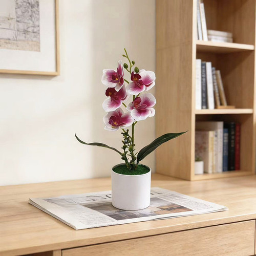 Phalaenopsis orchidee - phalaenopsis,