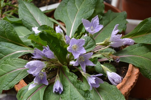 Samen alraune mandragora - samen,