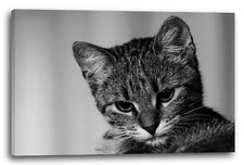 Wandbild Cute little tiger cat