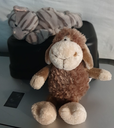 Nici schaff und katze liegend - schaff,