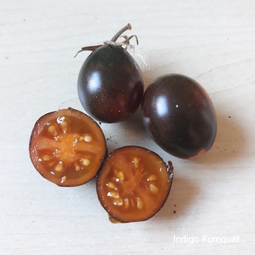 Tomate indigo kumquat samen - indigo,
