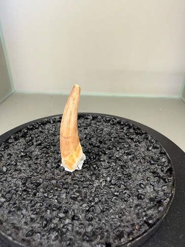 7cm plesiosaurus zahn - 4,7cm,
