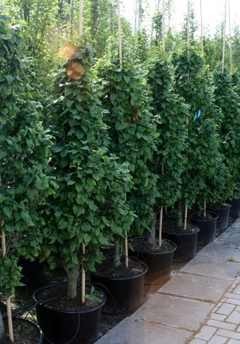 Säulen hainbuche carpinus - -,