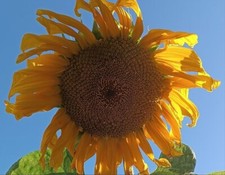 Mongolische Riesensonnenblume 10+ Samen extragroße Blüten