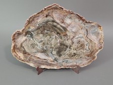 Versteinerte Baumscheibe