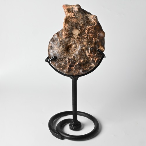 Fossil ammonit mammites - ammonit,