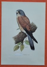 Turmfalke Falco tinnunculus Falke Farbdruck 1958 Ornithologie