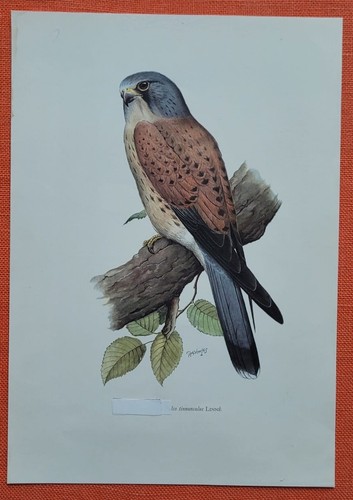 Turmfalke falco tinnunculus - falco,