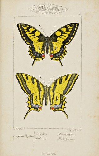 Schmetterlinge farbtafeln - schmetterlinge., 80