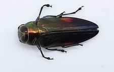 Buprestidae, Belionota