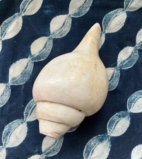 Muschelhorn Blasmuschel Instrument Percussion Improvisation Drum