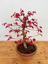 Bonsai Acer Palmatum Deshojo
