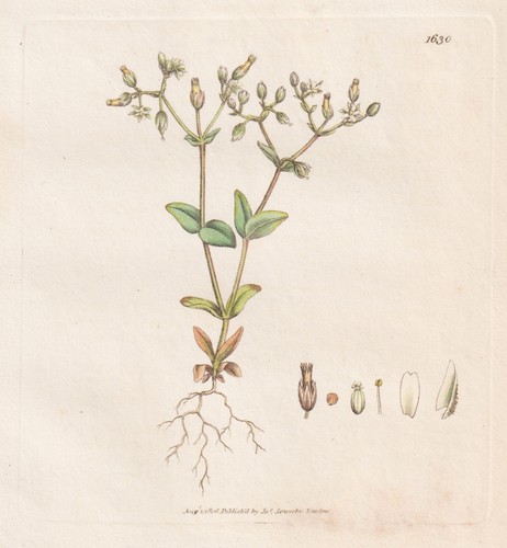 Cerastium semidecandrum