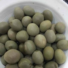 Sagargota Caesalpinia Bonduc