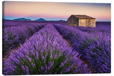 Leinwandbild Lavendelfarben -