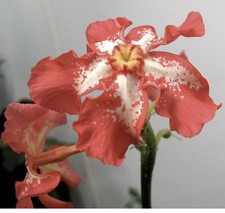 Pachypodium baronii 3 Samen