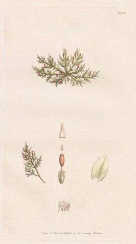 Pterogonium smithii moose moss - smithii,