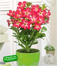 Wüsten-Rose 'Rot',1 Pflanze Zimmerpflanze