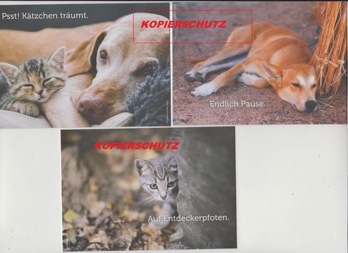 Tiermotive ansichtskarten - tiermotive, -ansichtskarten