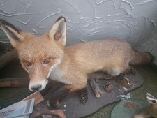 tierpräparat fuchs groß 