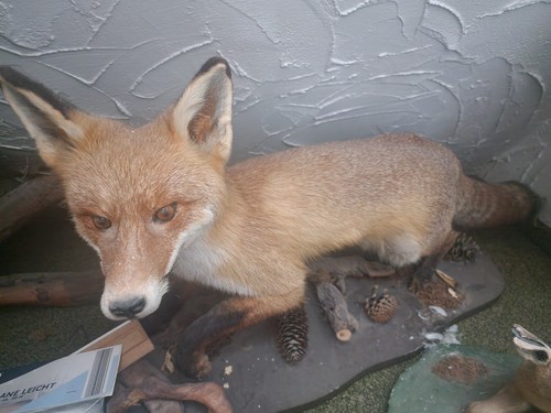 Tierpräparat fuchs groß - tierpräparat,