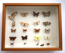 ALTER SCHMETTERLING PRÄPERTAT HOLZ SCHAUKASTEN SAMMELOBJEKT 70er