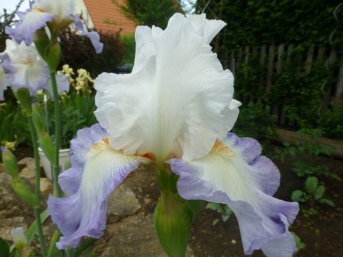 Iris schwertlilie hohe - schwertlilie,,