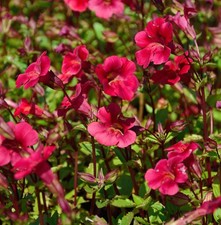 Gauklerblume roter kaiser - roter,
