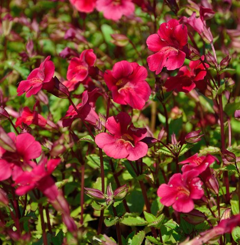 Gauklerblume roter kaiser - gauklerblume,