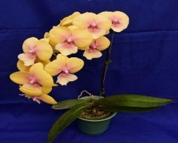 Phalaenopsis jincheng sailor - jincheng,