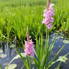 Zwiebeln rosa Sumpf-Gladiole