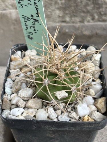 Echinocereus forma albispina