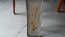 Bild aus Herbarium " Dactylis