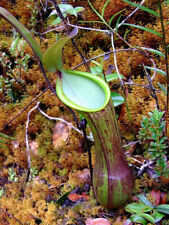 NEPENTHES MURUDENSIS –
