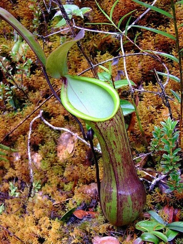 Nepenthes murudensis - nepenthes, –