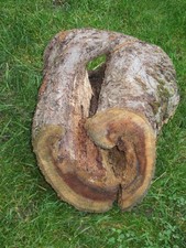 Einzigartiger Nagertunnel