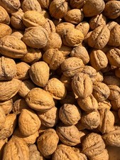 3 kg frische Walnüsse Nüsse tolle Qualität nicht gespritzt unbehandelt