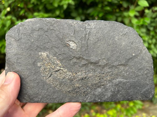 Palaeoniscus freislebeni - palaeoniscus,